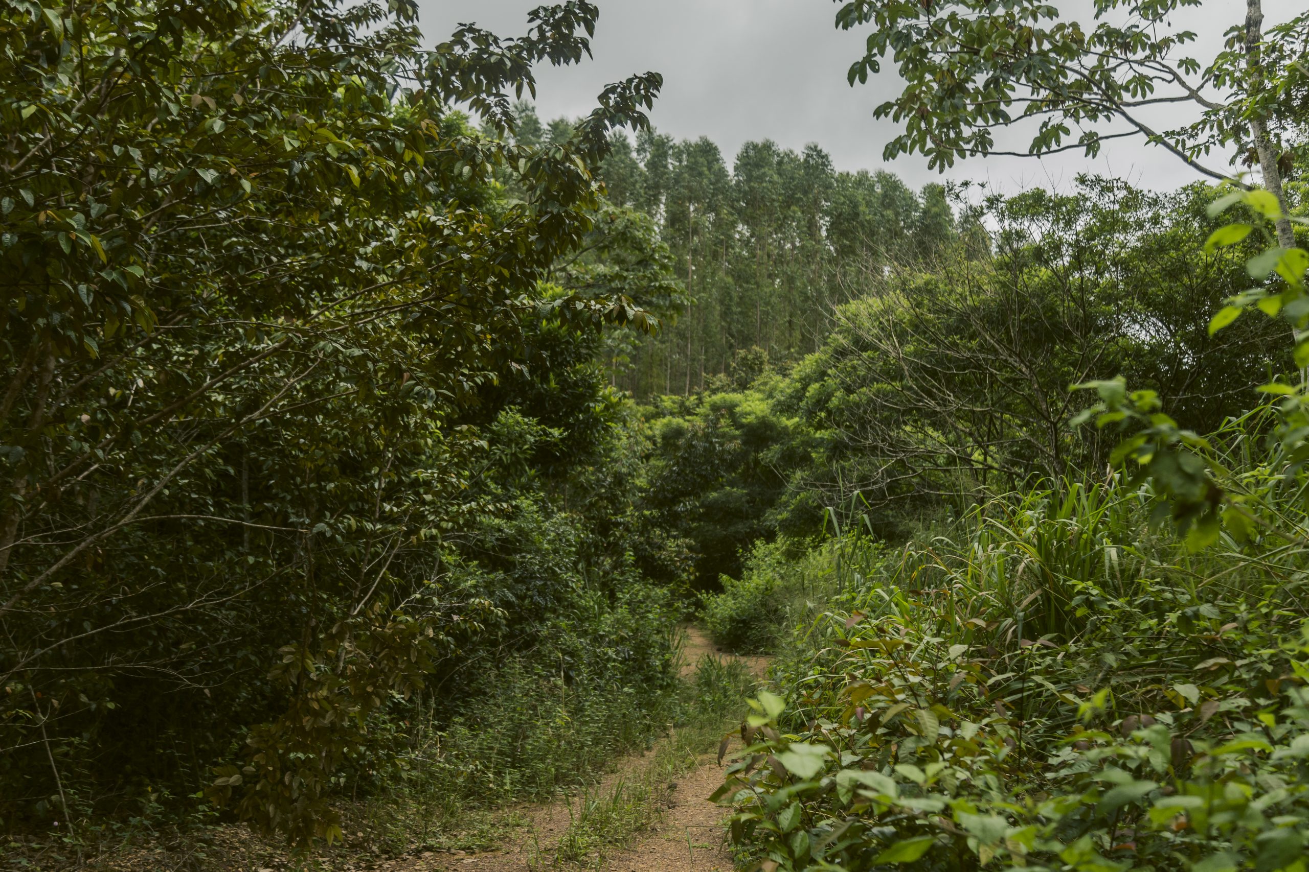 Maior parte da vegetação em regeneração da Amazônia está em áreas que não competem com a agricultura imazon labmidia vitorialeona 180322 14 scaled - Maior parte da vegetação em regeneração da Amazônia está em áreas que não competem com a agricultura